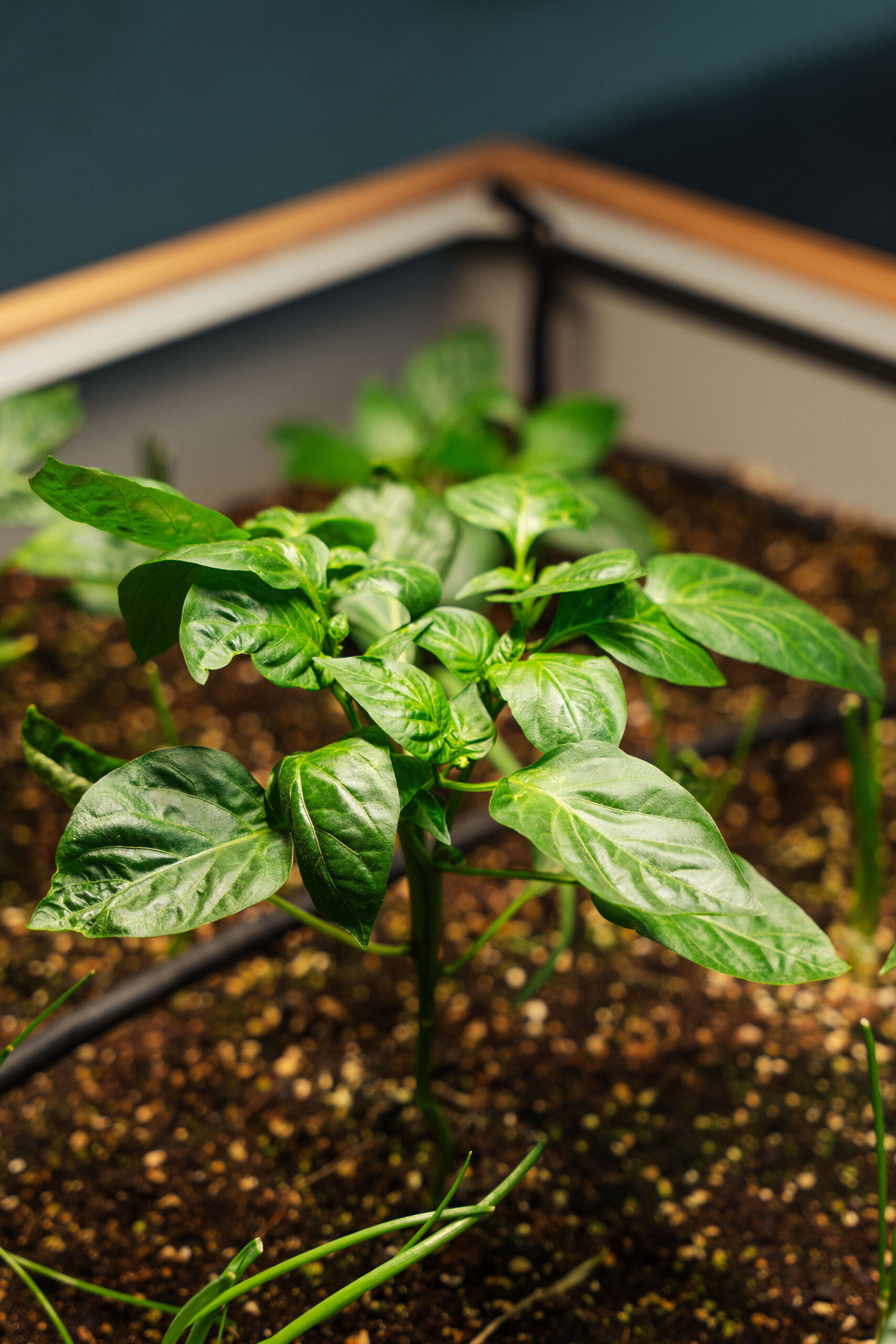 growhouse by one life