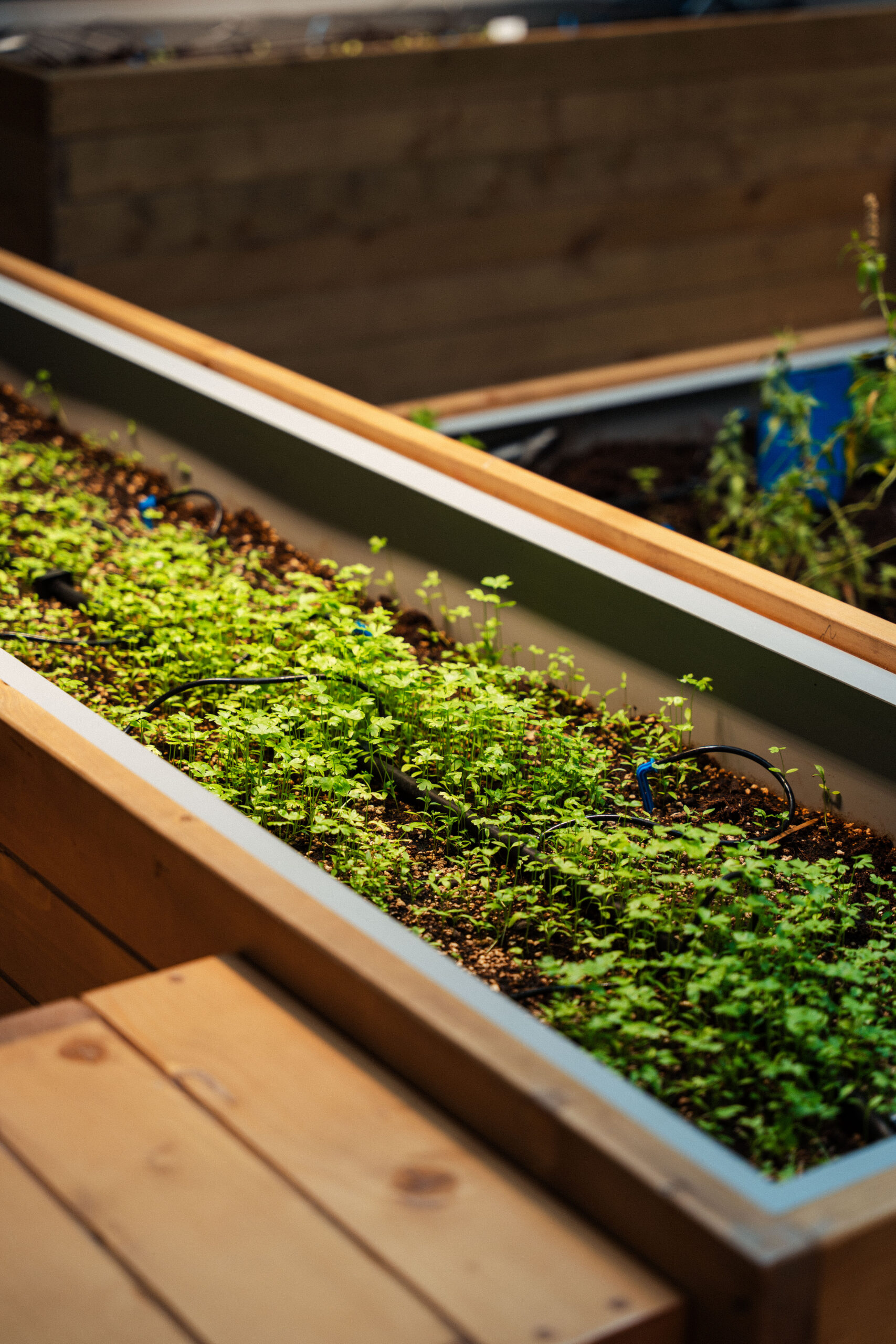 growhouse by one life