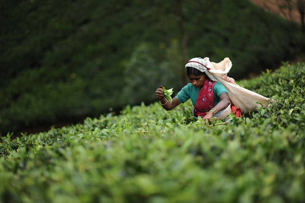 tea trails ceylon