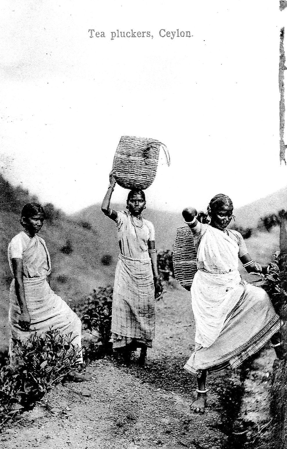 sri lanka ceylon tea history