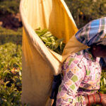 tea trails sri lanka