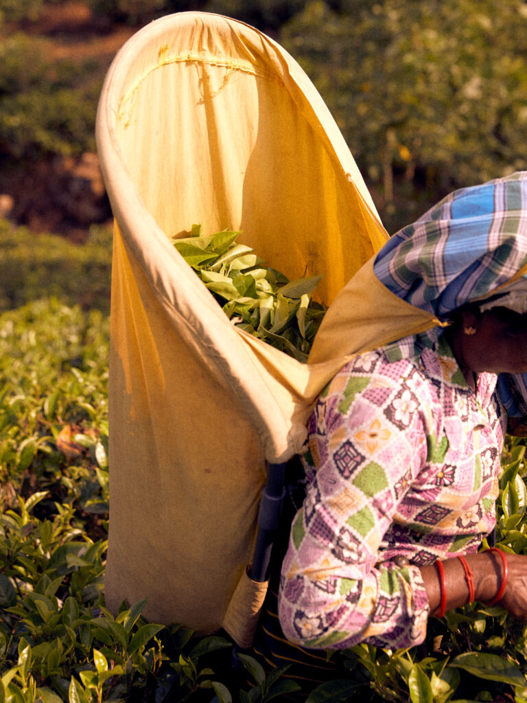 tea trails sri lanka